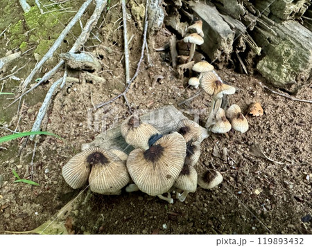 土に生えているキノコと思えるもの/The nature 119893432
