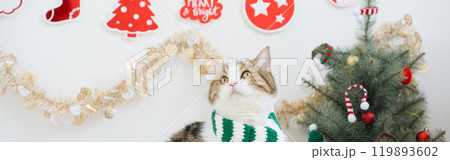 winter holiday and cat concept with scottish cat wear silk scarf and play with pine and christmas tree decorate background winter holiday and cat concept with scottish cat wear silk scarf and play with pine and christmas tree decorate background 119893602