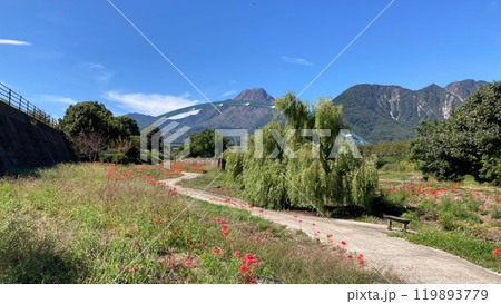 彼岸花と平成新山 119893779