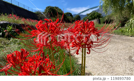 彼岸花と平成新山 彼岸花と平成新山 119893780
