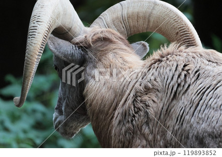 オオツノヒツジ オオツノヒツジ 119893852