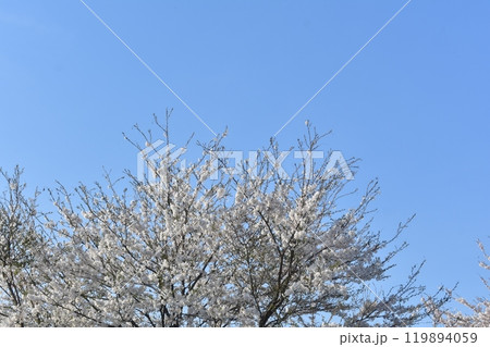 桜 119894059