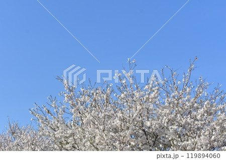 桜 119894060