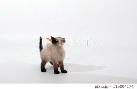 Siamese kitten on his head with a festive hat on a white background 119894174