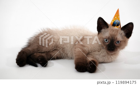 Siamese kitten on his head with a festive hat on a white background 119894175