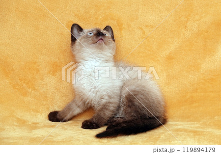 Siamese kitten on a peach background 119894179