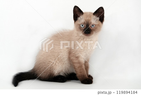 Siamese kitten on a white background 119894184
