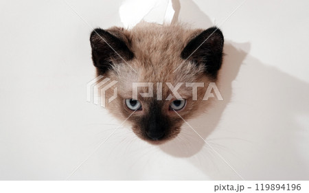 Kitten is played with Thai or Siamese breed Kitten is played with Thai or Siamese breed 119894196