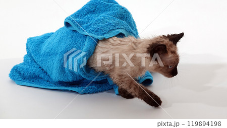 Kitten is played with Thai or Siamese breed Kitten is played with Thai or Siamese breed 119894198