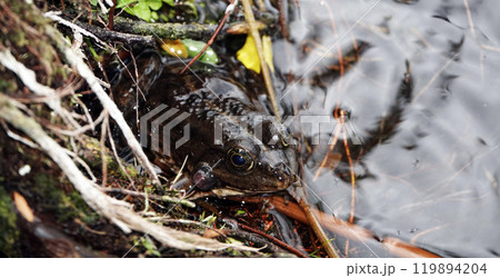 A frog sits on a lake in reeds A frog sits on a lake in reeds 119894204