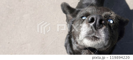 Kiev, Ukraine April 13, 2020: A dog similar to the Demon, black color and white-blue eyes 119894220