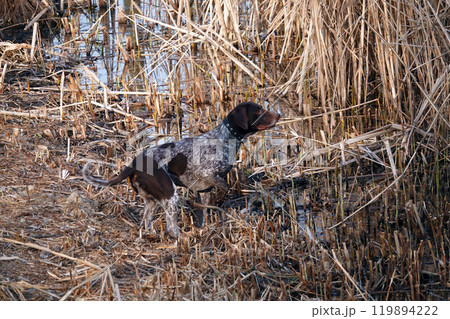 Kiev, Ukraine March 29, 2020: A dog in the grass is looking for prey Kiev, Ukraine March 29, 2020: A dog in the grass is looking for prey 119894222