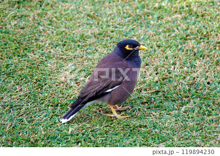 Dubai, UAE February 23, 2020: the diversity of birds living in Dubai 119894230