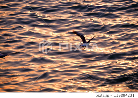 A seagull flies over sea water in the rays of the setting sun 119894231