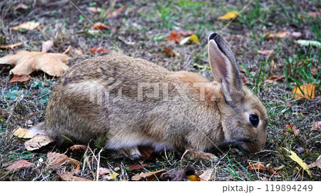 Hare eats grass in the meadow 119894249