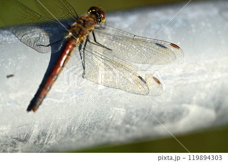 赤トンボ・アキアカネの翅と影 119894303