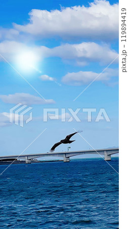 海上を飛ぶ海鳥 119894419