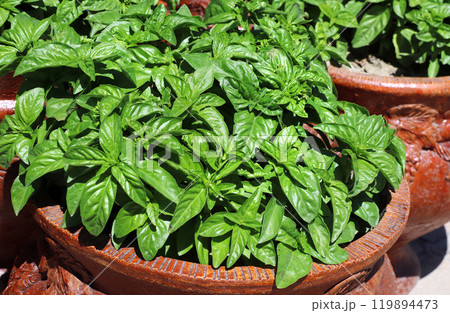 Green and lush basil bush in clay flower pot. Decorative terracotta flower pots with basil outdoors Green and lush basil bush in clay flower pot. Decorative terracotta flower pots with basil outdoors 119894473