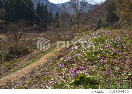 カタクリとキクザキイチゲの咲く春の山里　 119894490