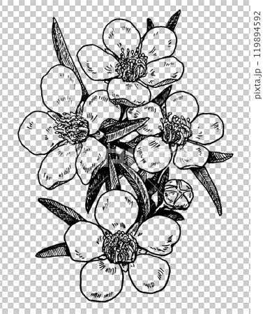 Hand drawn pen drawing illustration of a flowering branch of manuka 119894592