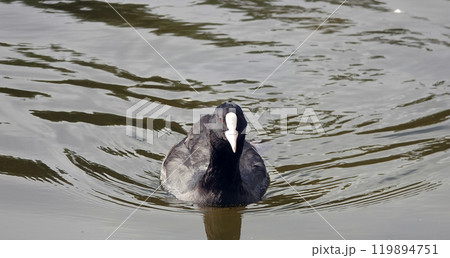 Ducks swim in the lake without fear of people Ducks swim in the lake without fear of people 119894751