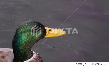 Ducks swim in the lake without fear of people Ducks swim in the lake without fear of people 119894757