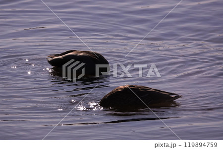 Ducks swim in the lake without fear of people Ducks swim in the lake without fear of people 119894759