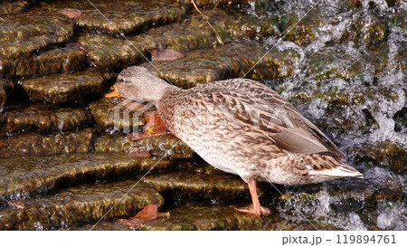 Ducks swim in the lake without fear of people Ducks swim in the lake without fear of people 119894761
