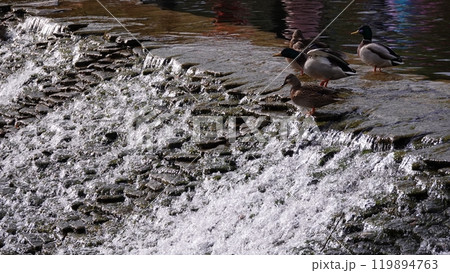 Ducks swim in the lake without fear of people 119894763