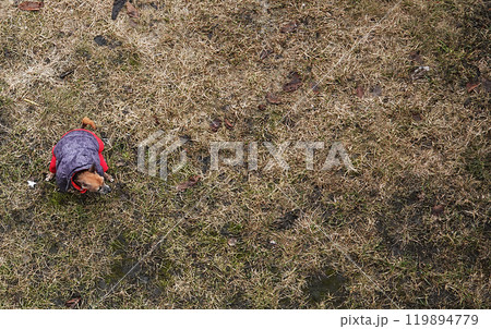 Kiev, Ukraine March 10, 2019: A dog in a jacket stands on the grass and poops Kiev, Ukraine March 10, 2019: A dog in a jacket stands on the grass and poops 119894779