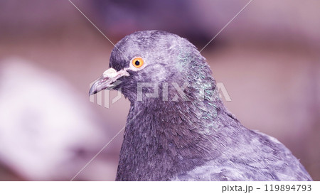 Pigeons in the winter on ice Kiev Ukraine 119894793