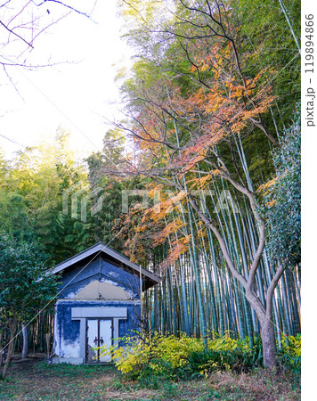 冬の竹藪 喜多見・竹林の小径(東京都世田谷区) 冬の竹藪 喜多見・竹林の小径(東京都世田谷区) 119894866