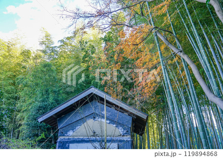 冬の竹藪 喜多見・竹林の小径(東京都世田谷区) 冬の竹藪 喜多見・竹林の小径(東京都世田谷区) 119894868