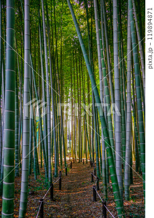 冬の竹藪　喜多見・竹林の小径（東京都世田谷区） 119894871