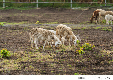 sheep eating grass in farm sheep eating grass in farm 119894975