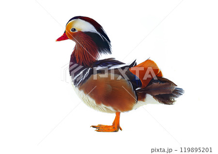 male mandarin duck isolated on white background. 119895201