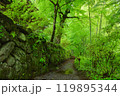 緑深い森の中の参道 119895344
