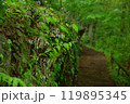 ダイモンジソウの咲く石垣と緑に囲まれた小道 119895345