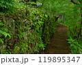 ダイモンジソウの咲く石垣と緑に囲まれた小道 119895347