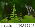 新緑の森に生えるシダ 119895348