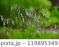 雨に濡れたダイモンジソウ 119895349