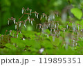 雨に濡れたダイモンジソウ 119895351