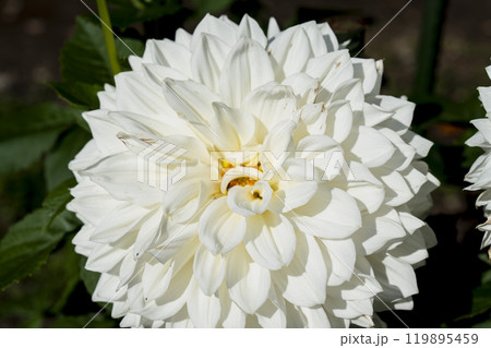 秋の風景　鮮やかに咲いたダリア（ダリヤ）　川西ダリヤ園　山形県川西町 119895459