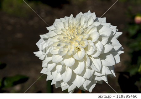 秋の風景　鮮やかに咲いたダリア（ダリヤ）　川西ダリヤ園　山形県川西町 119895460