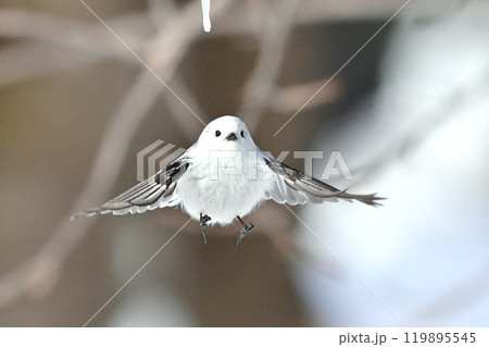 シマエナガ 119895545