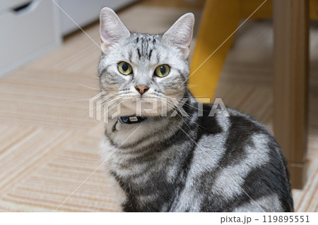 カメラ目線の猫　アメリカンショートヘア 119895551