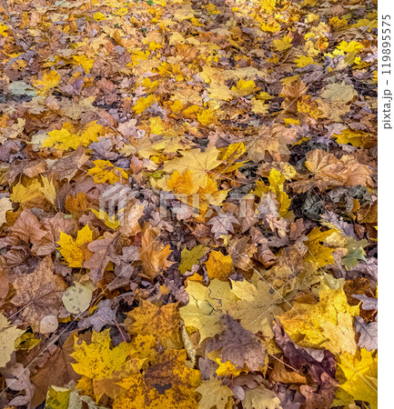 Yellow maple leaves fallen from trees on the ground in park on sunny day. High quality photo 119895575