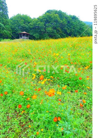 満開のコスモス 秋桜 コスモスベルグ 面白山高原 満開のコスモス 秋桜 コスモスベルグ 面白山高原 119895625
