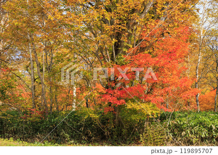 秋の尾瀬 草紅葉と森の紅葉 八木沢林道 秋の尾瀬 草紅葉と森の紅葉 八木沢林道 119895707