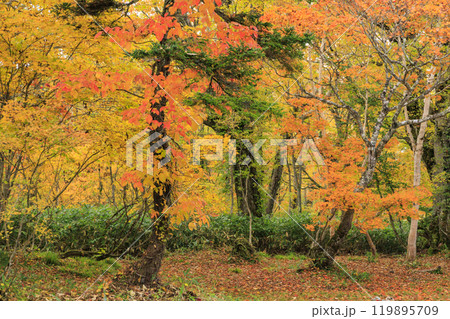 秋の尾瀬　草紅葉と森の紅葉　八木沢林道 119895709